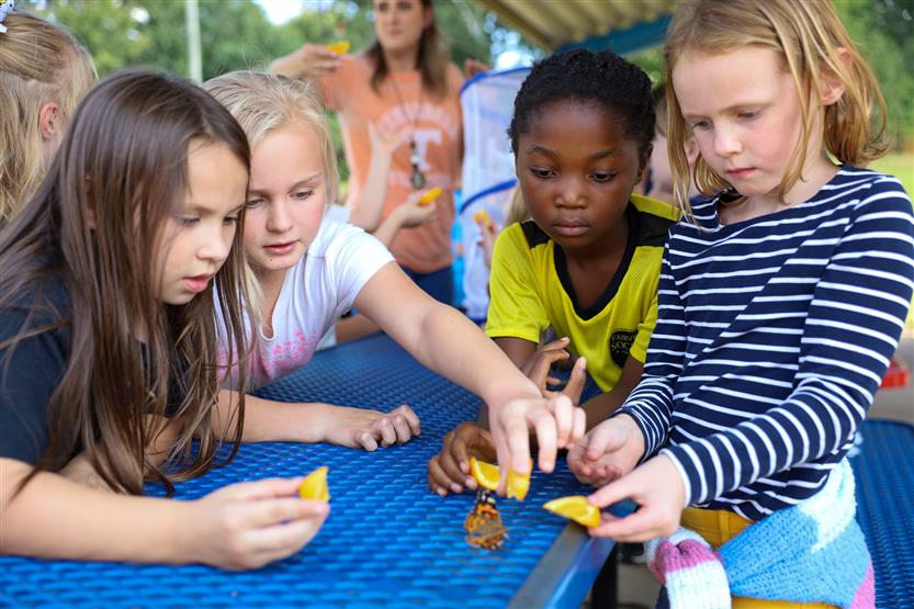A group of four students observes a butterfly on a picnic table